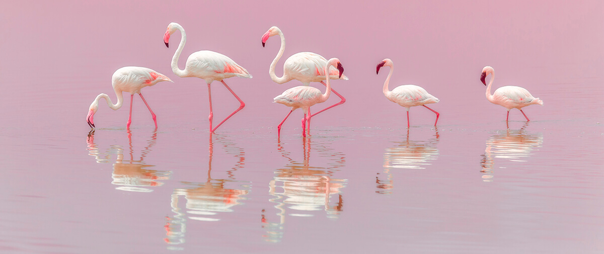 Flamingos, tirage sur aluminium 95x40 cm
